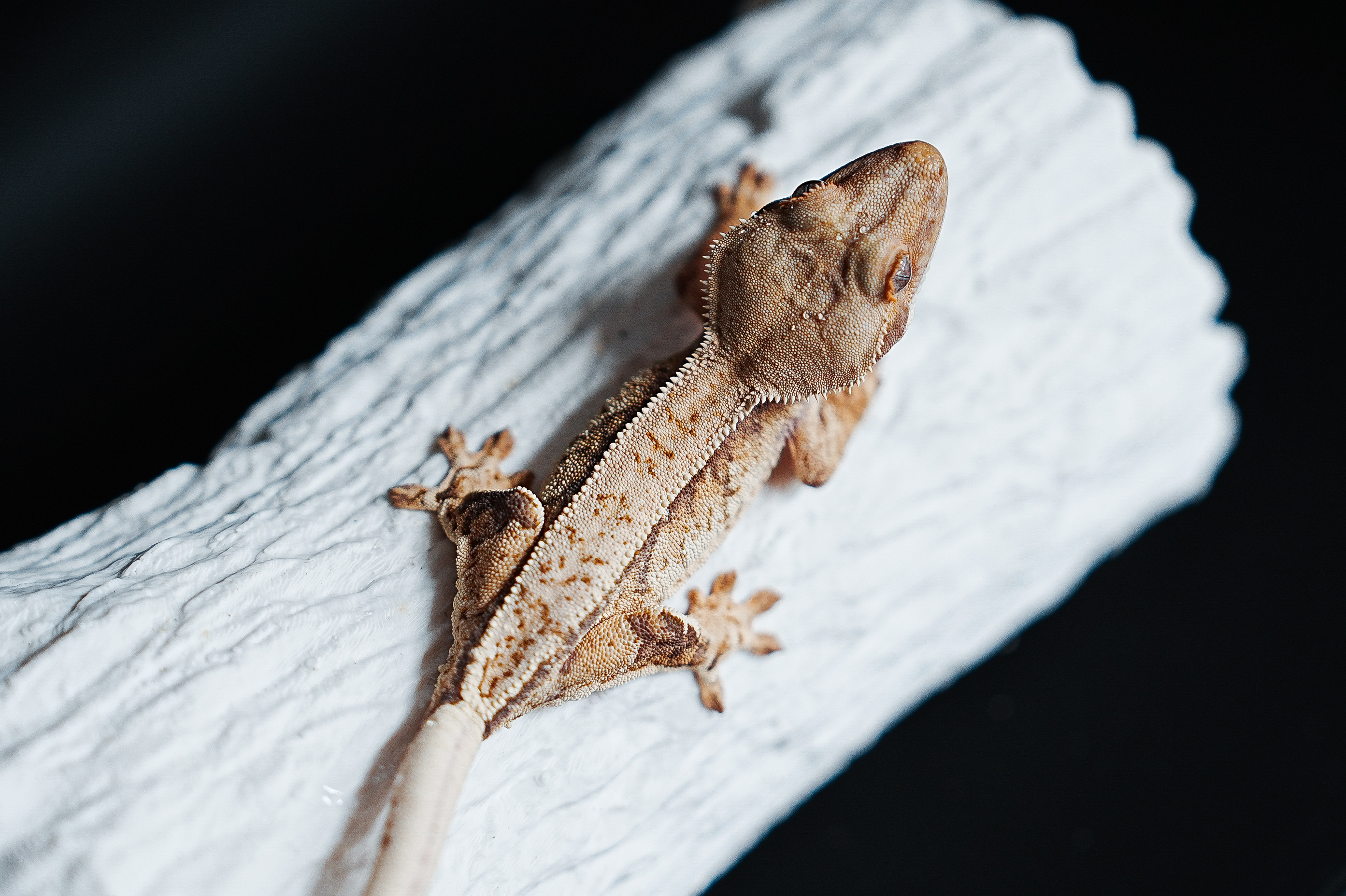 Tri Extreme Harlequin