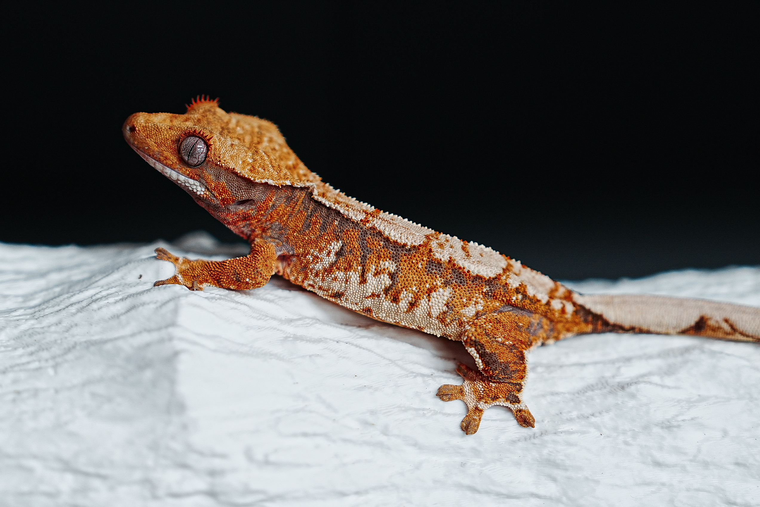 Tri Extreme Harlequin