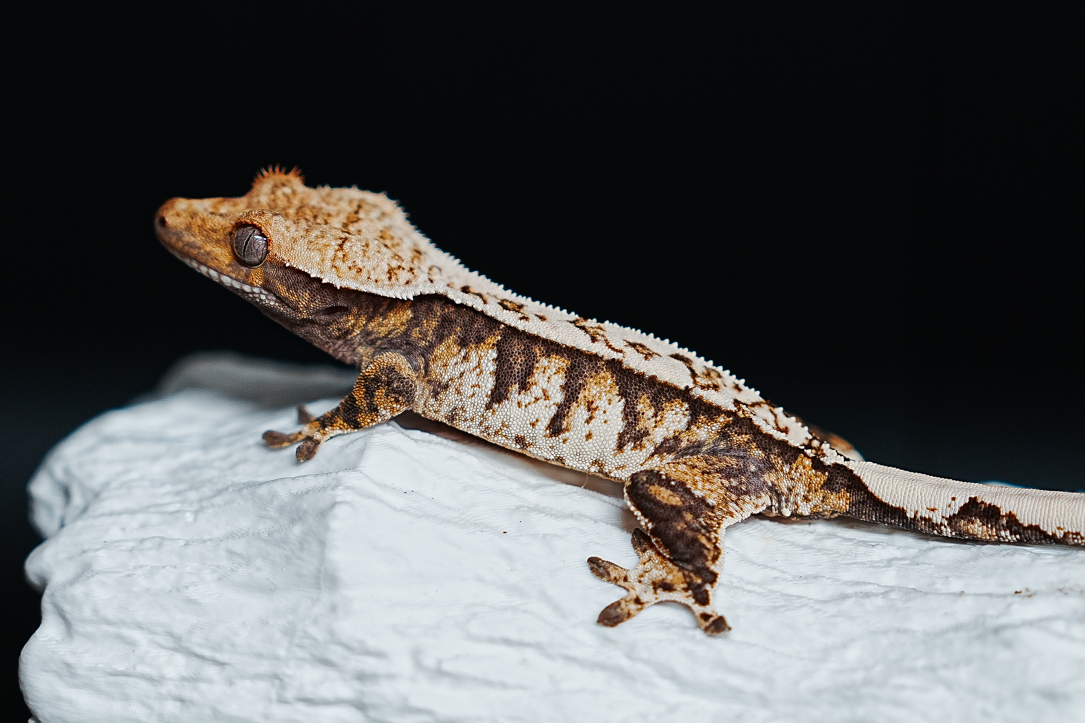 Tri Extreme Harlequin