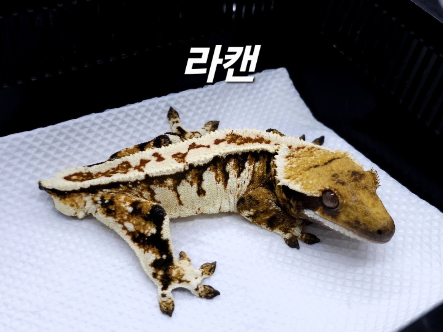 Tri Extreme Harlequin