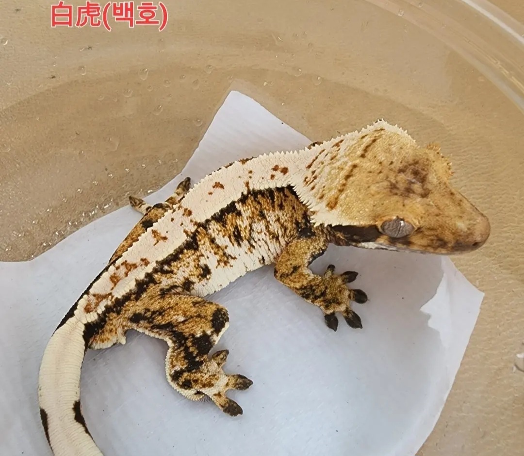 Tri Extreme Harlequin