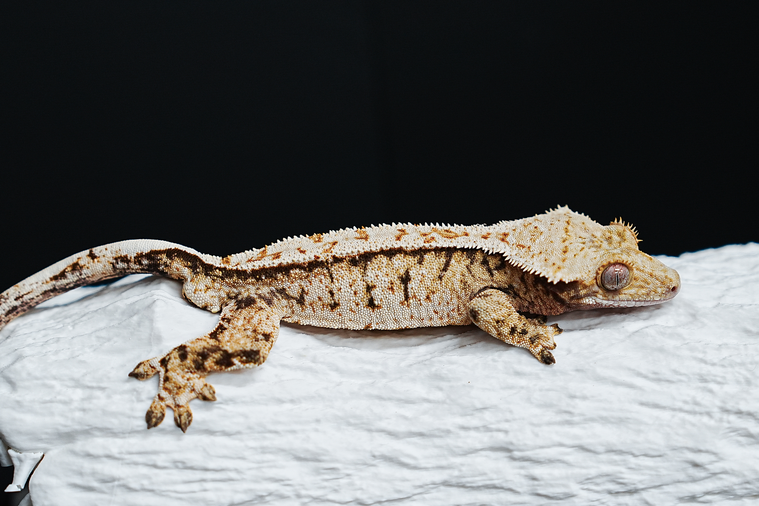 Tri Extreme Harlequin