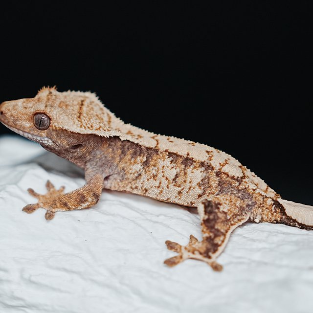 Tri Extreme Harlequin