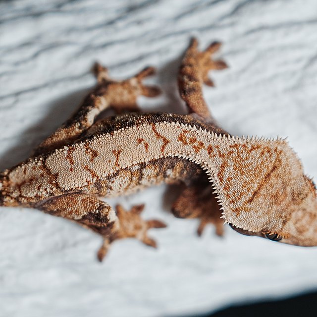 Tri Extreme Harlequin