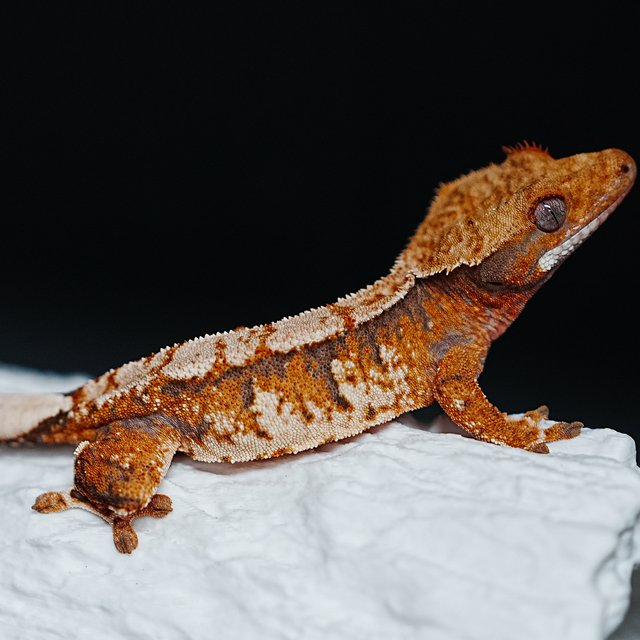 Tri Extreme Harlequin