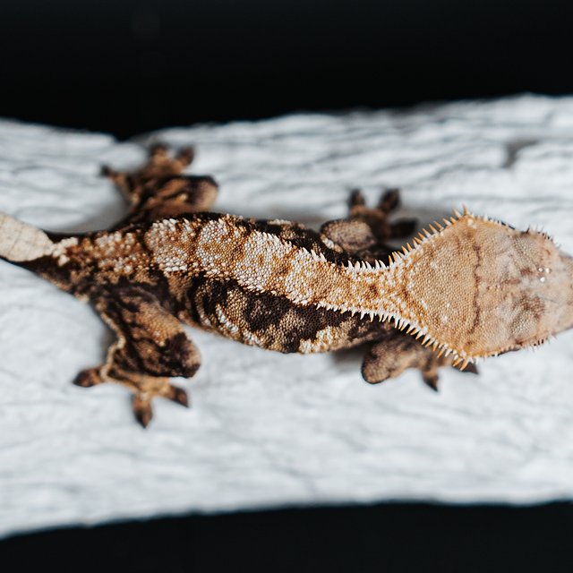 Tri Extreme Harlequin