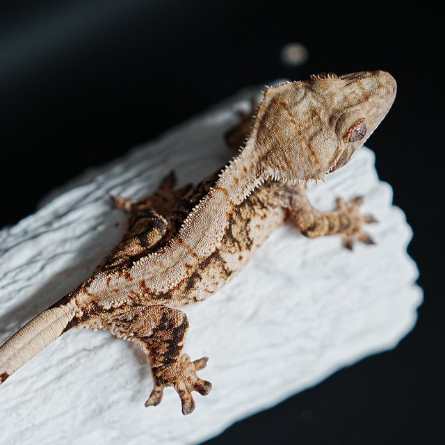 Tri Extreme Harlequin