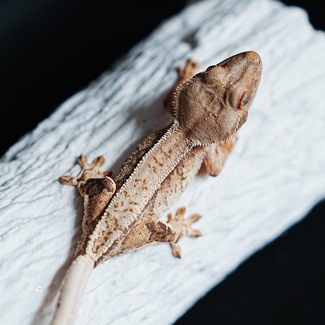 Tri Extreme Harlequin