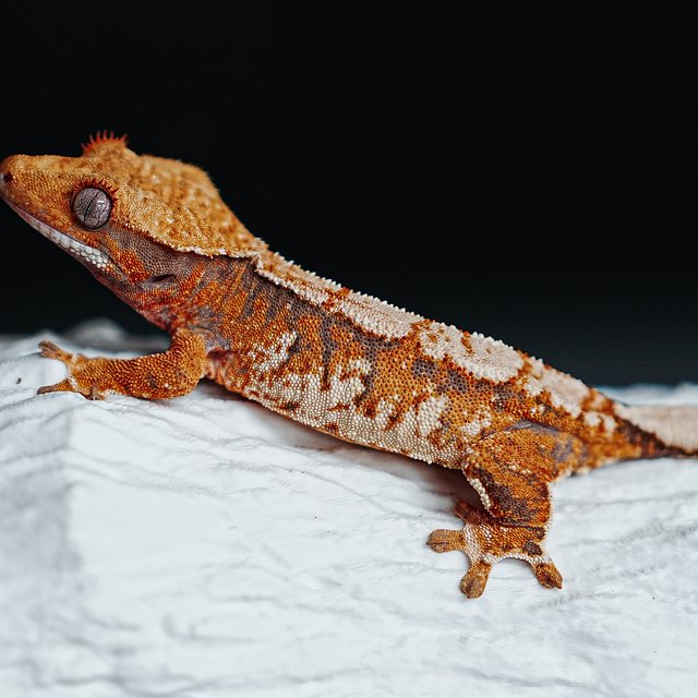 Tri Extreme Harlequin