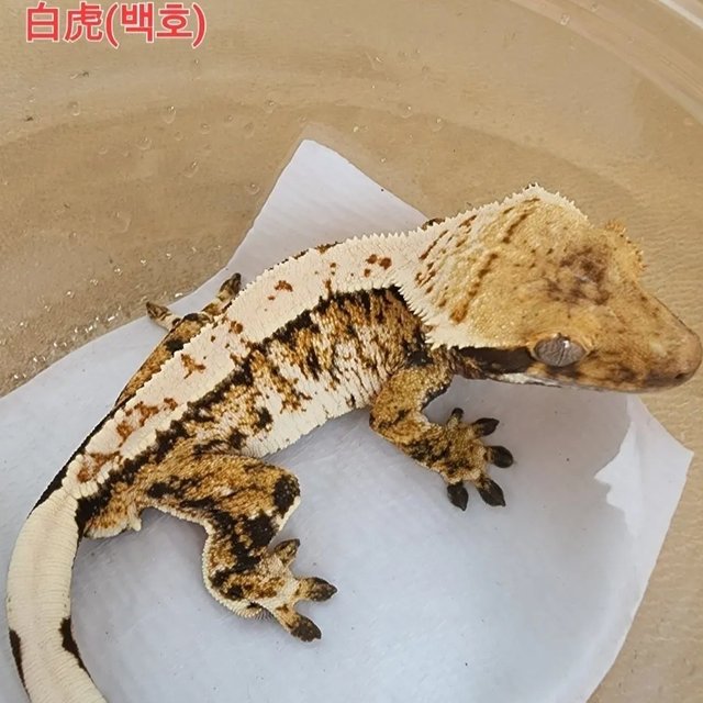 Tri Extreme Harlequin