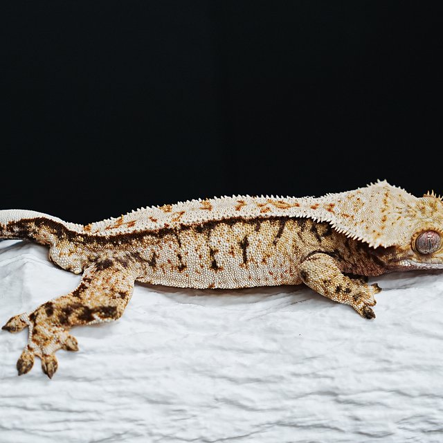 Tri Extreme Harlequin