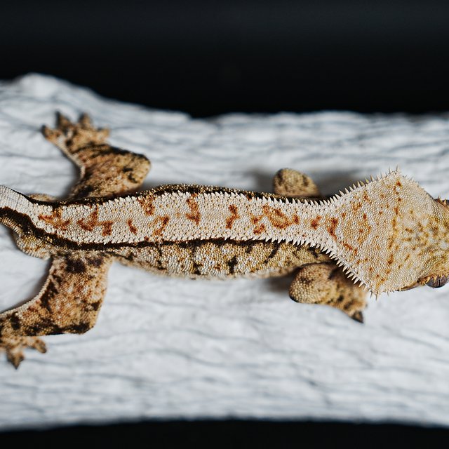 Tri Extreme Harlequin