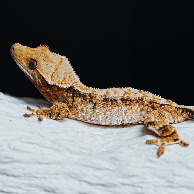 Tri Extreme Harlequin