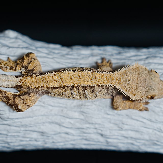 Tri Extreme Harlequin