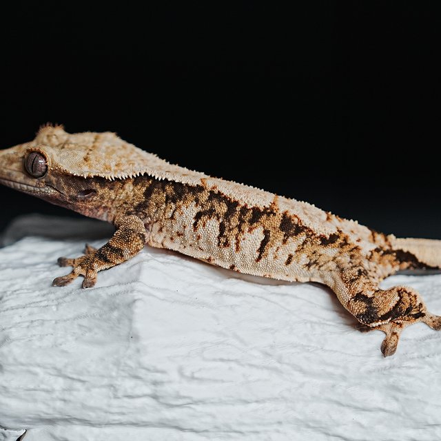 Tri Extreme Harlequin