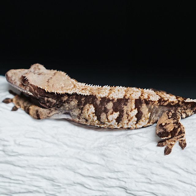 Tri Extreme Harlequin