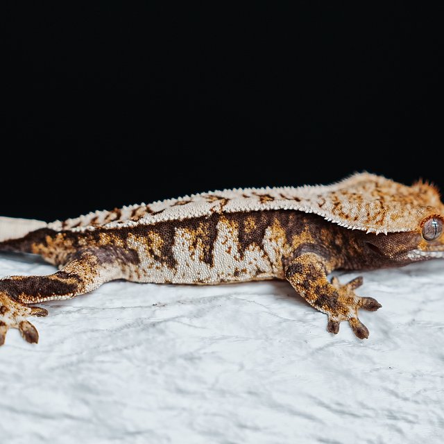 Tri Extreme Harlequin