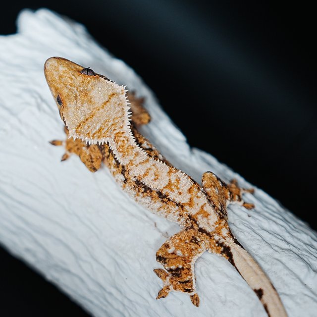 Tri Extreme Harlequin