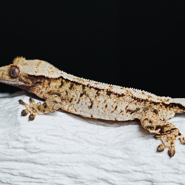 Tri Extreme Harlequin