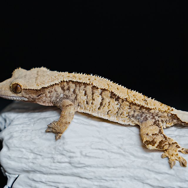 Tri Extreme Harlequin