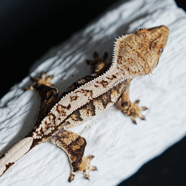 Tri Extreme Harlequin