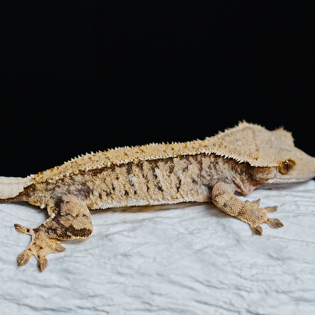 Tri Extreme Harlequin