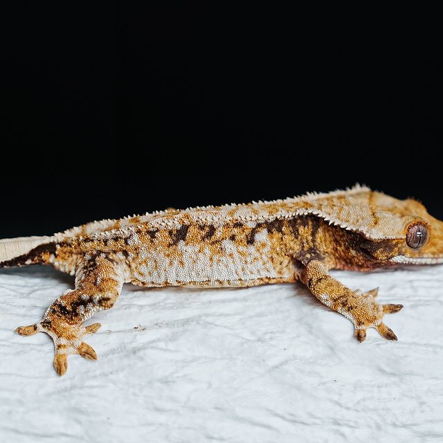 Tri Extreme Harlequin