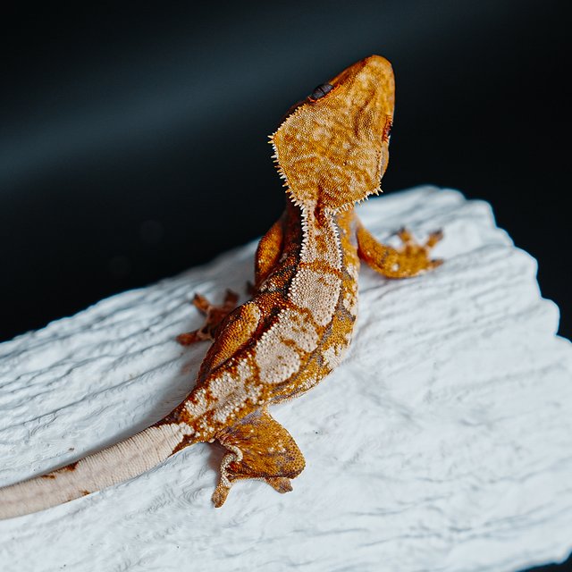 Tri Extreme Harlequin