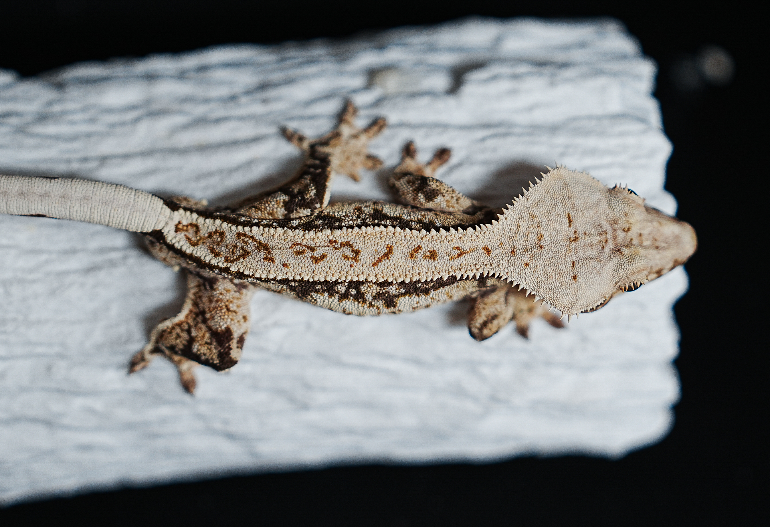 Full Pinstripe Tri Extreme Harlequin