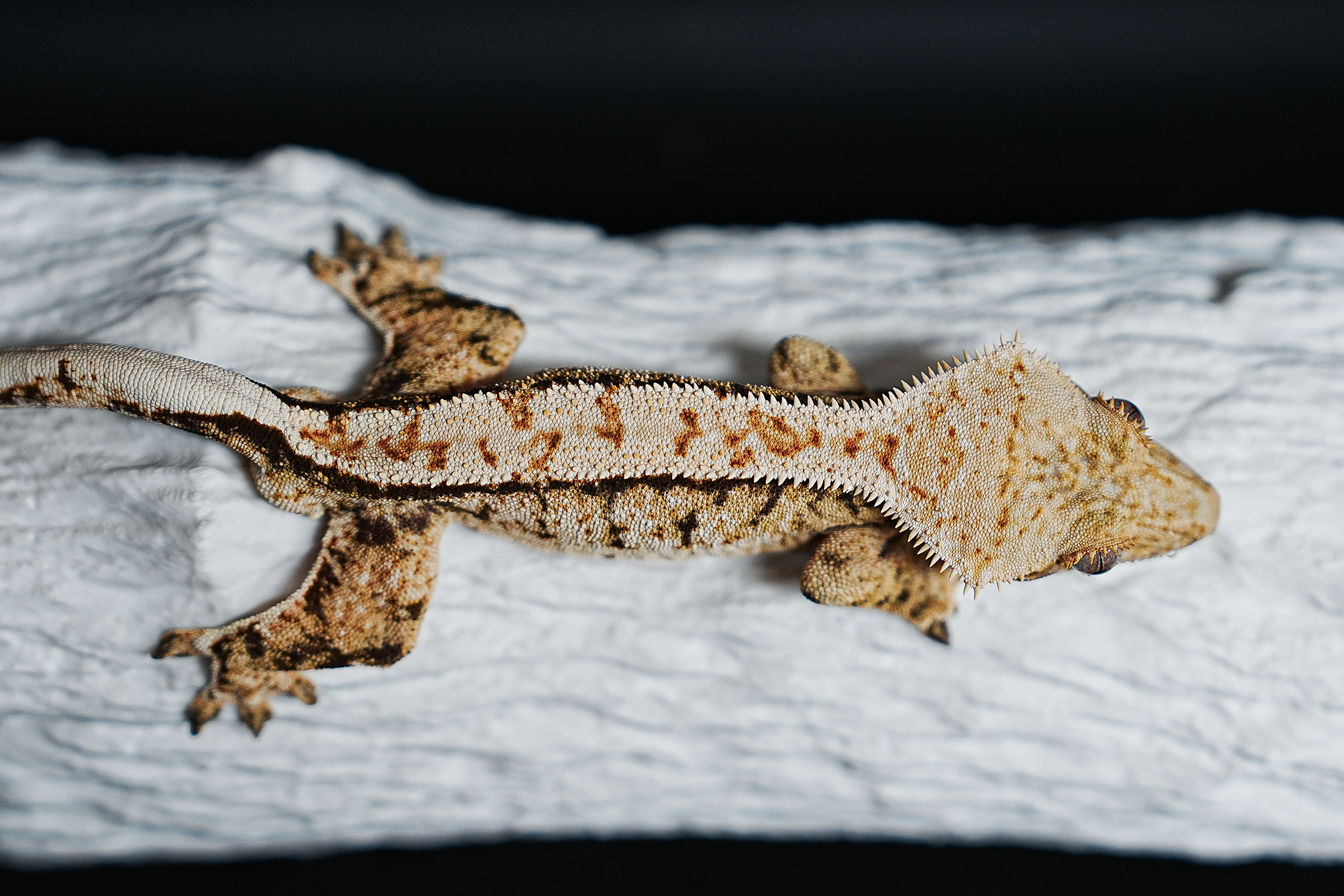 Tri Extreme Harlequin