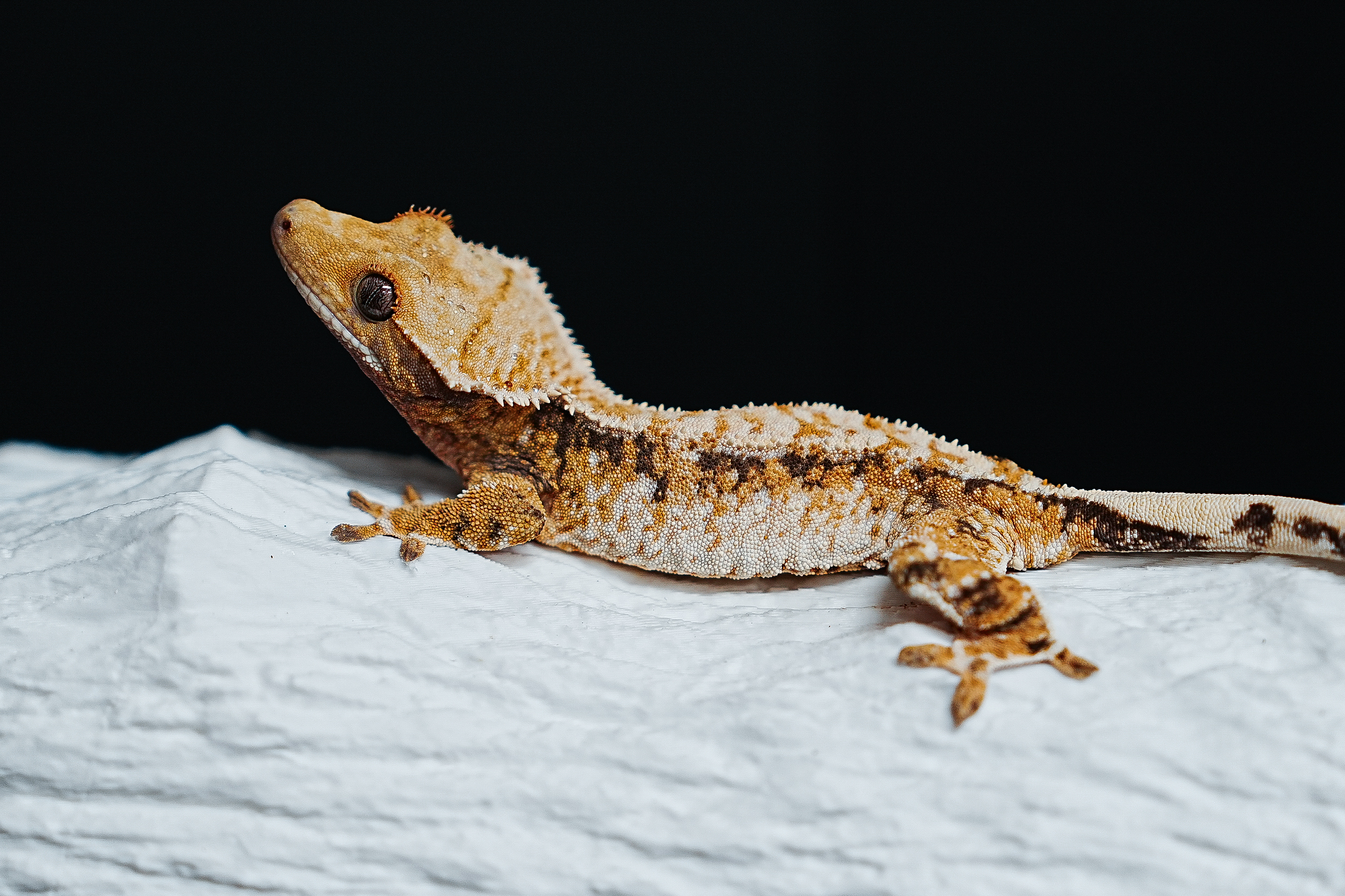 Tri Extreme Harlequin