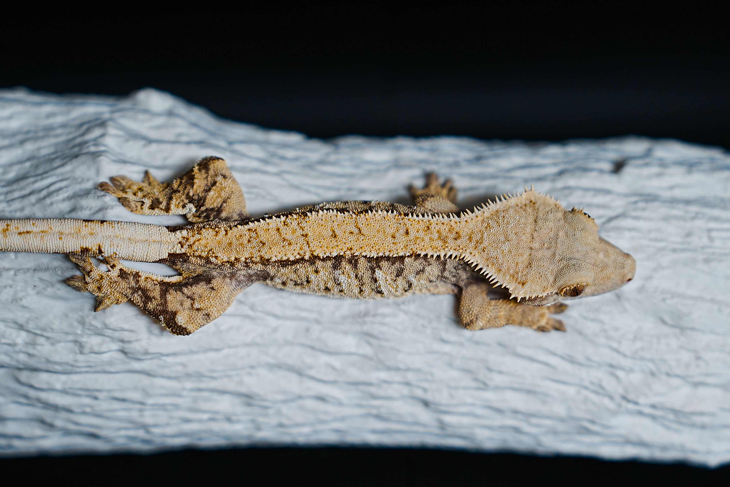 Tri Extreme Harlequin