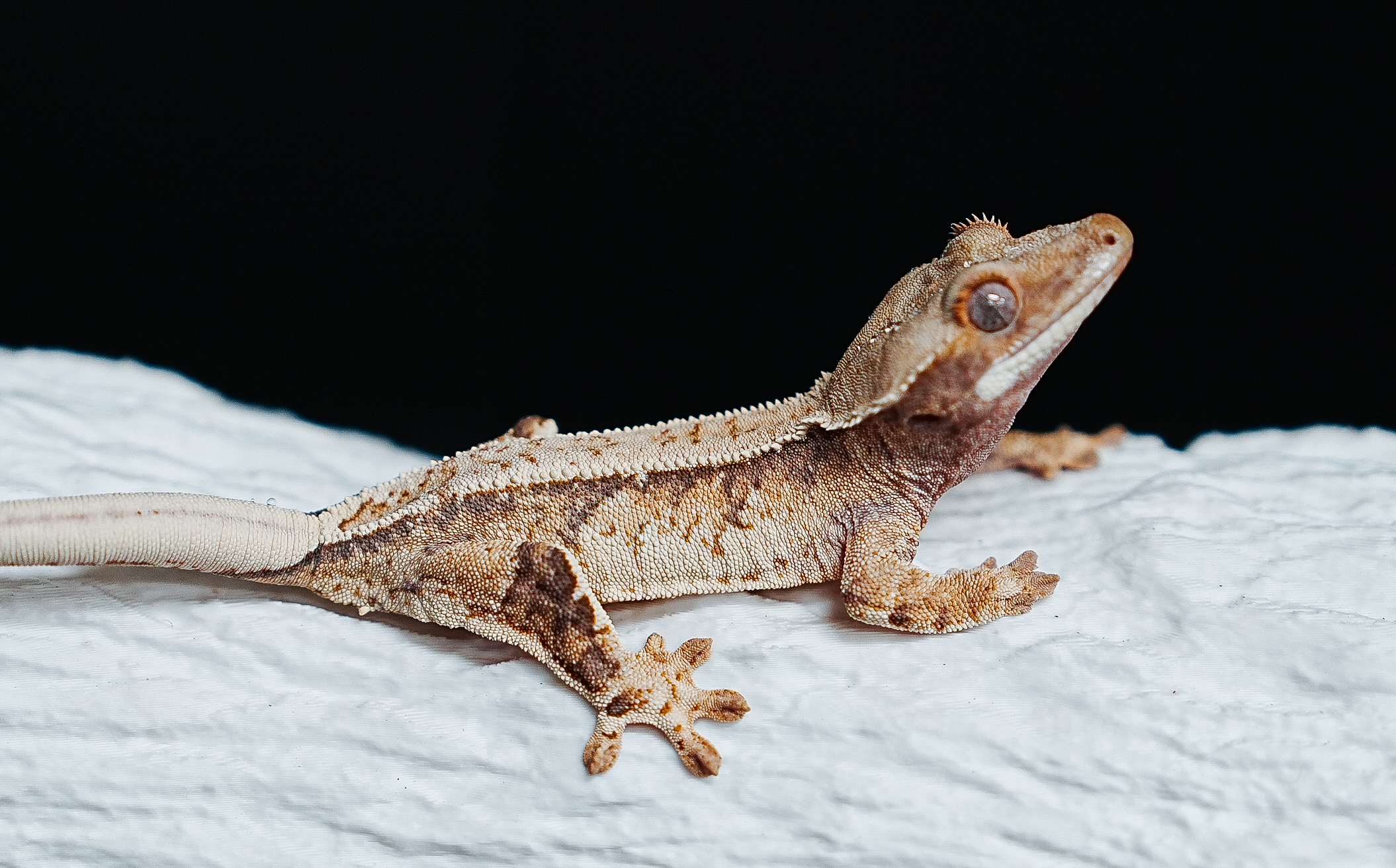 Tri Extreme Harlequin