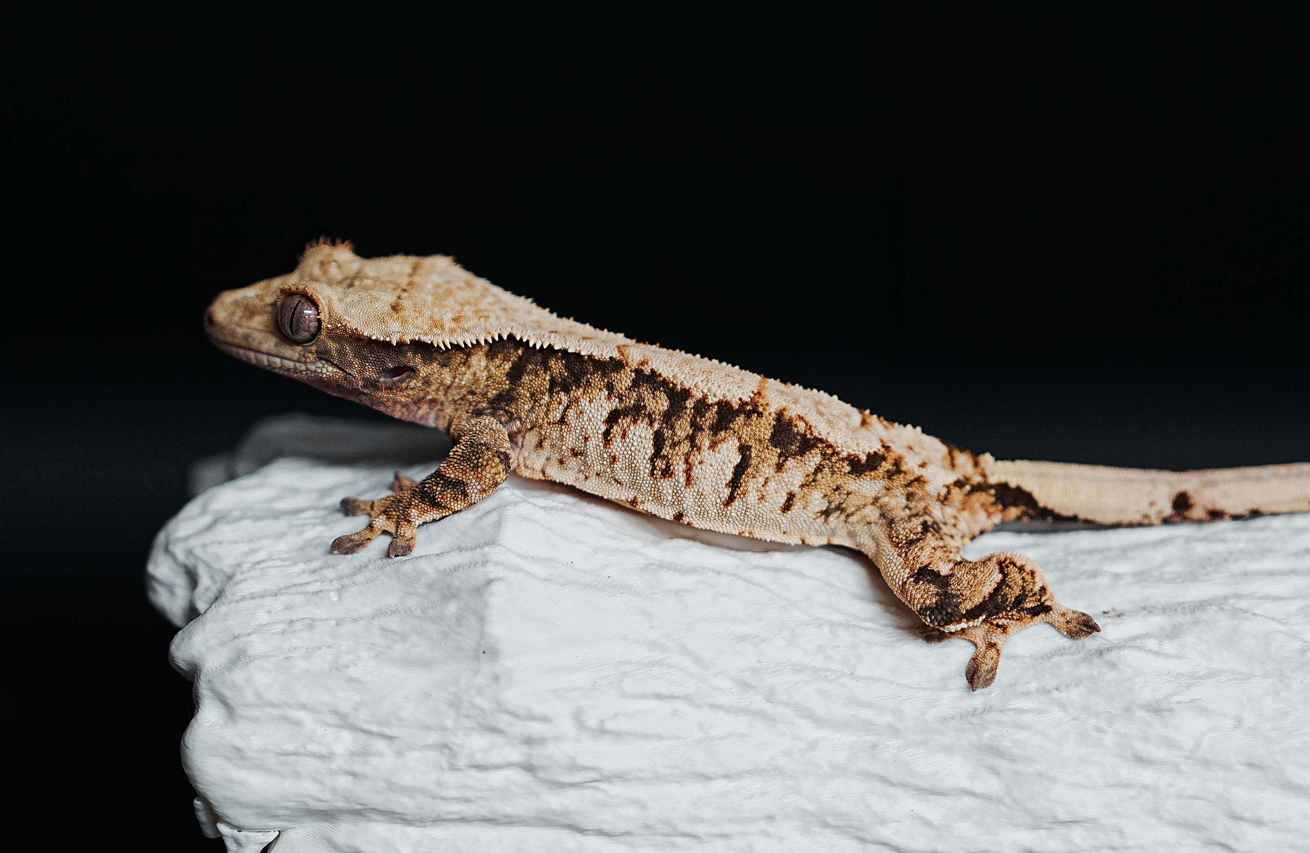 Tri Extreme Harlequin