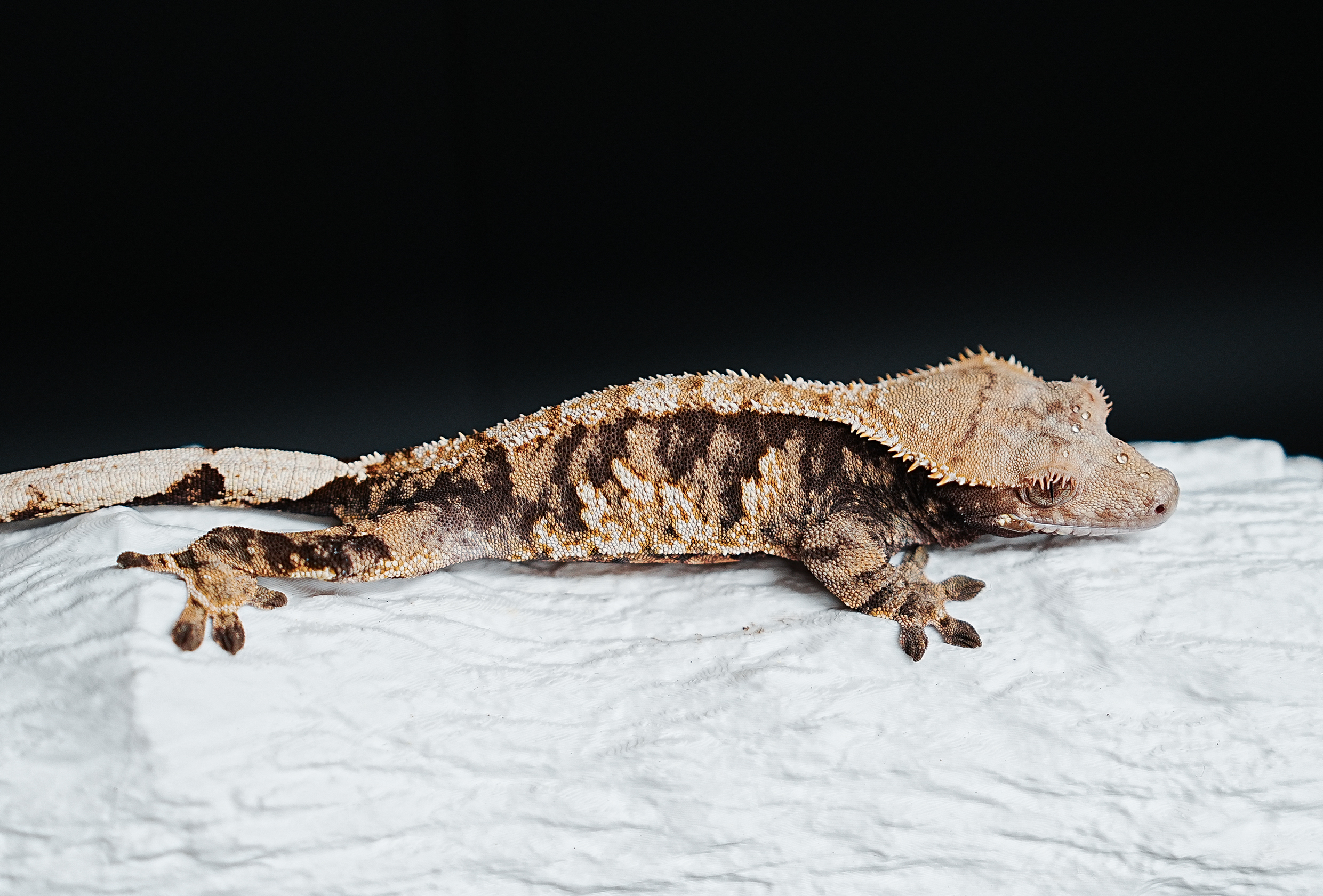 Tri Extreme Harlequin