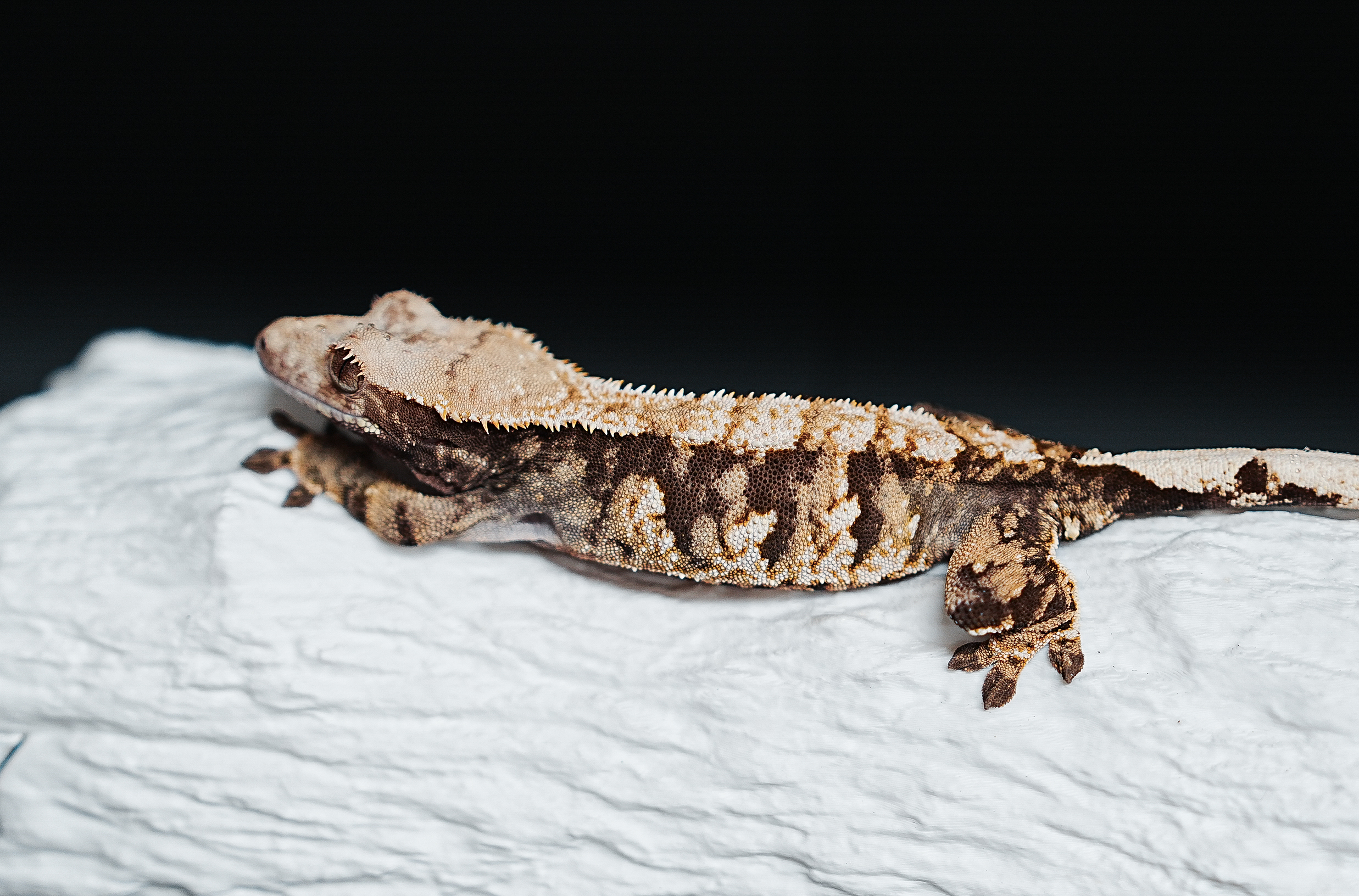 Tri Extreme Harlequin