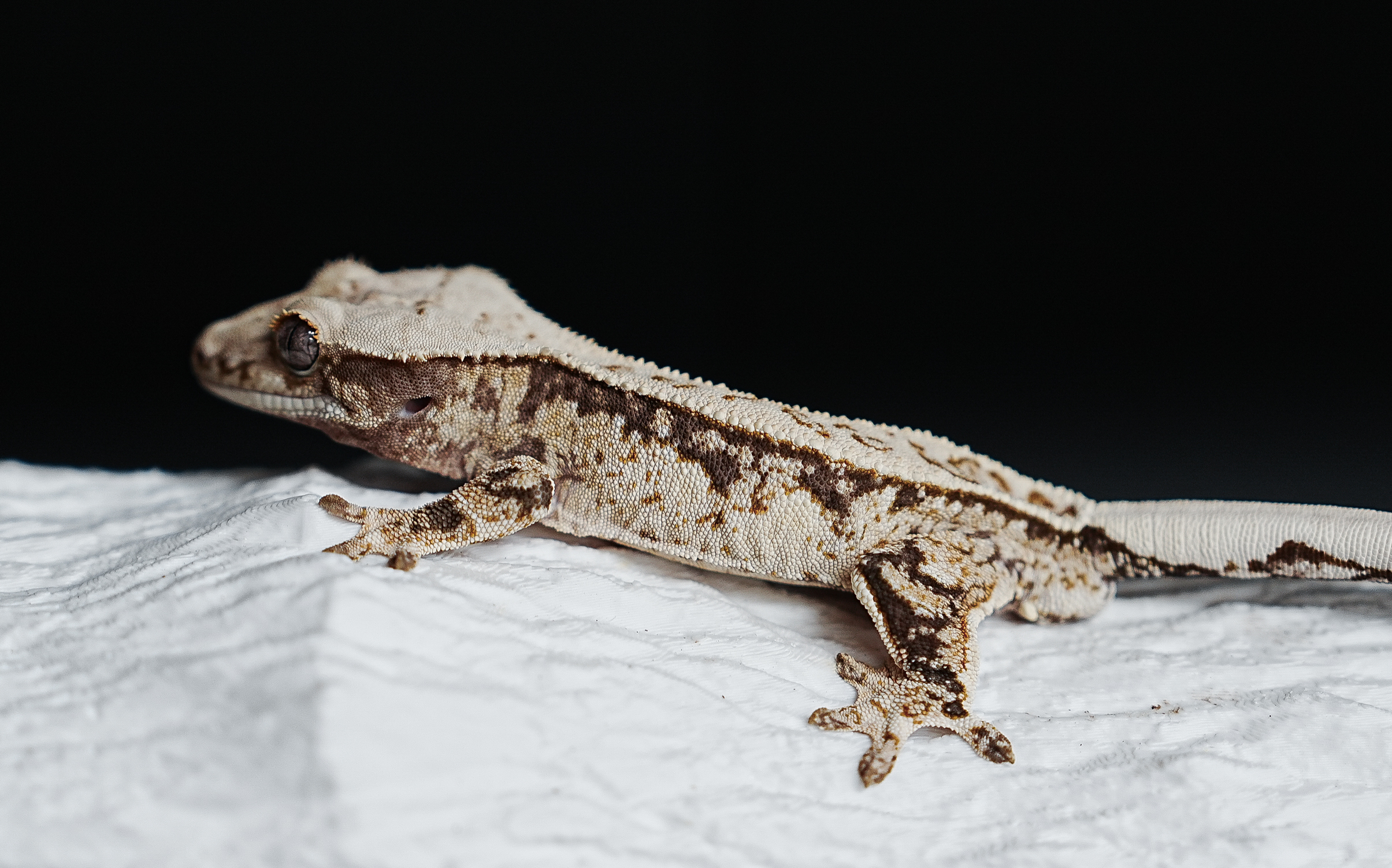 Full Pinstripe Tri Extreme Harlequin