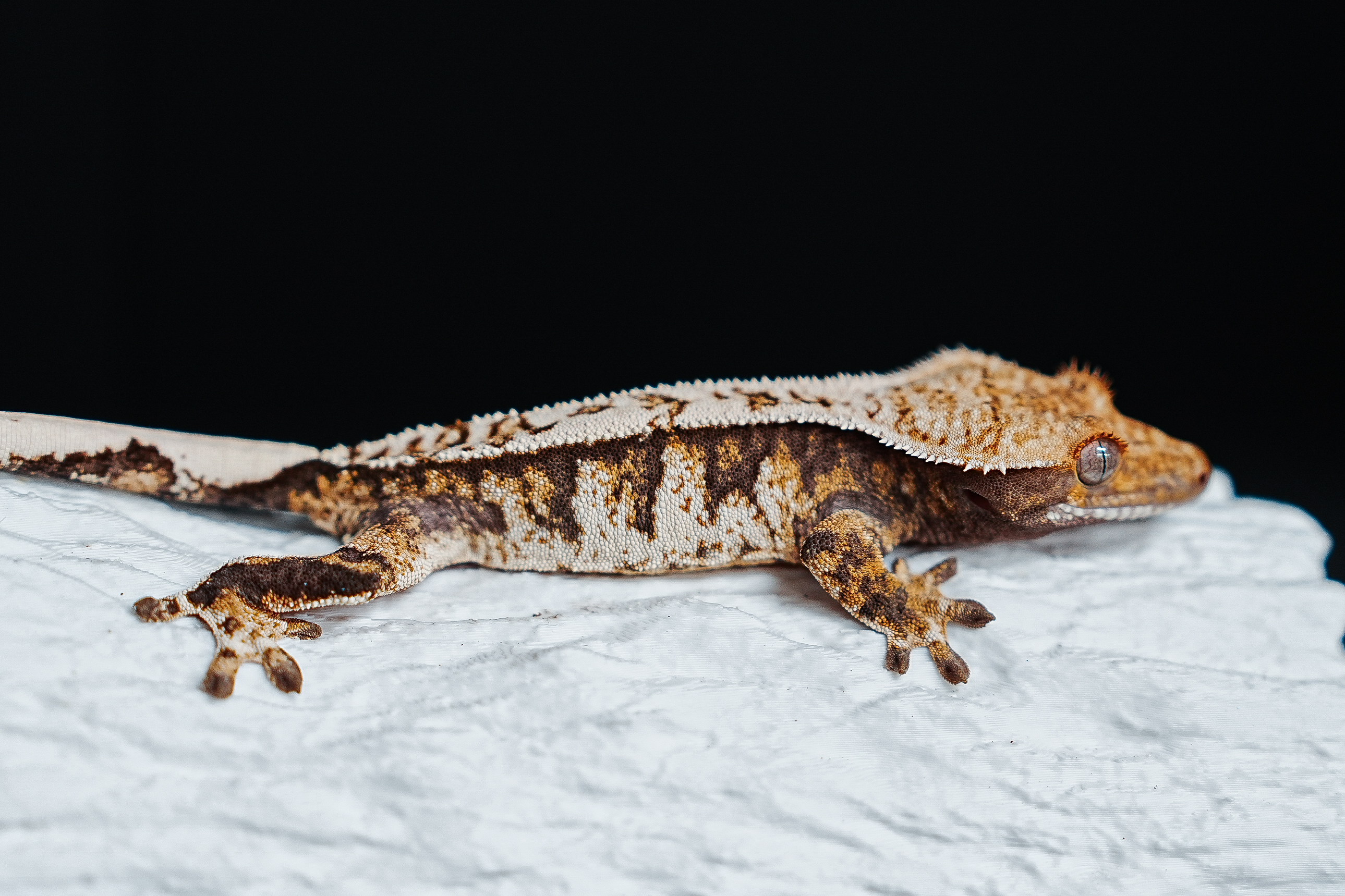 Tri Extreme Harlequin