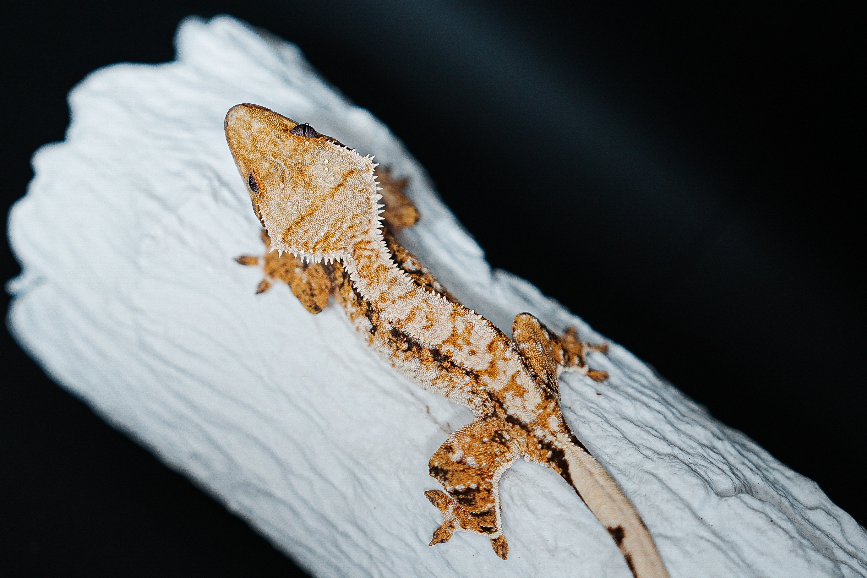 Tri Extreme Harlequin