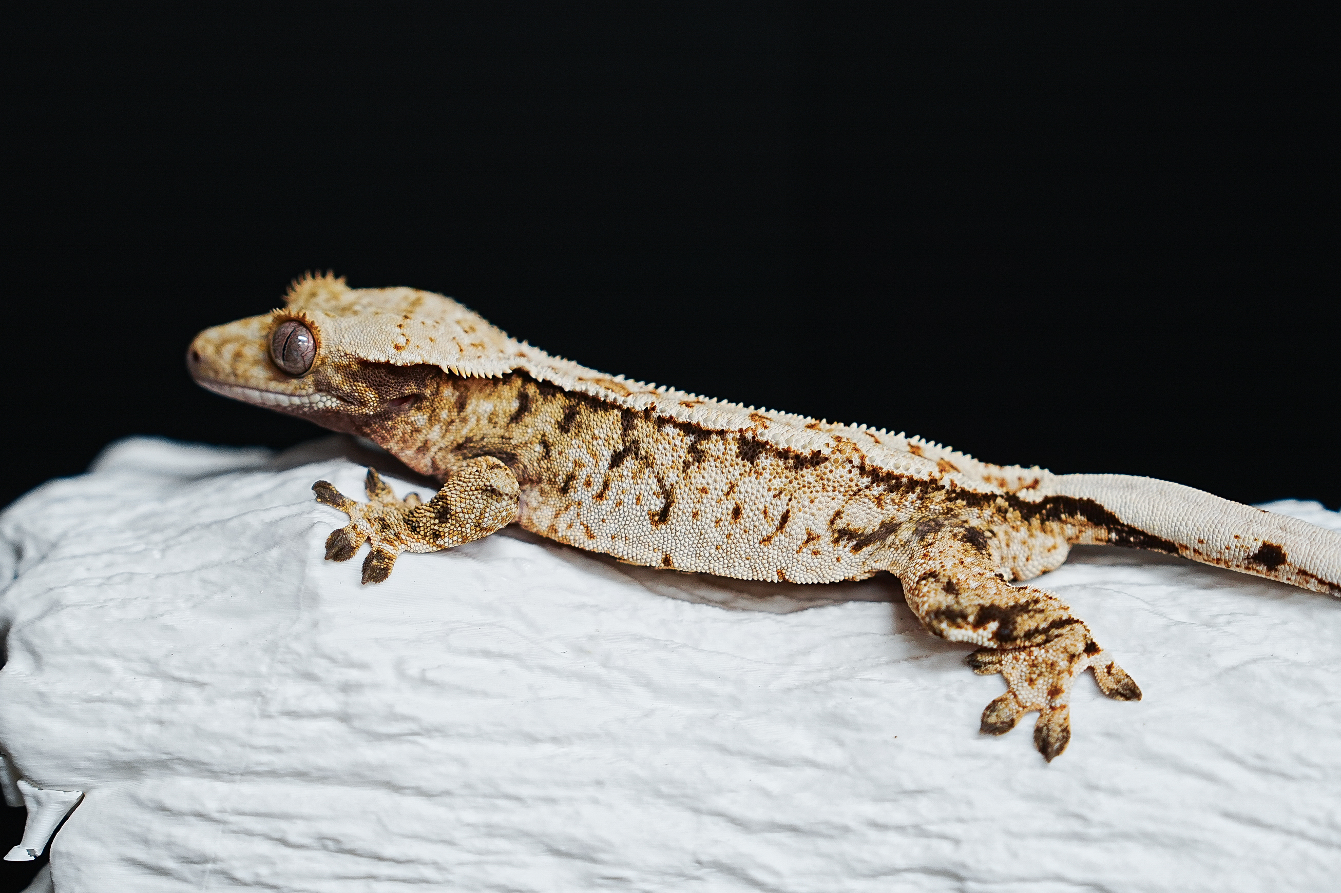 Tri Extreme Harlequin