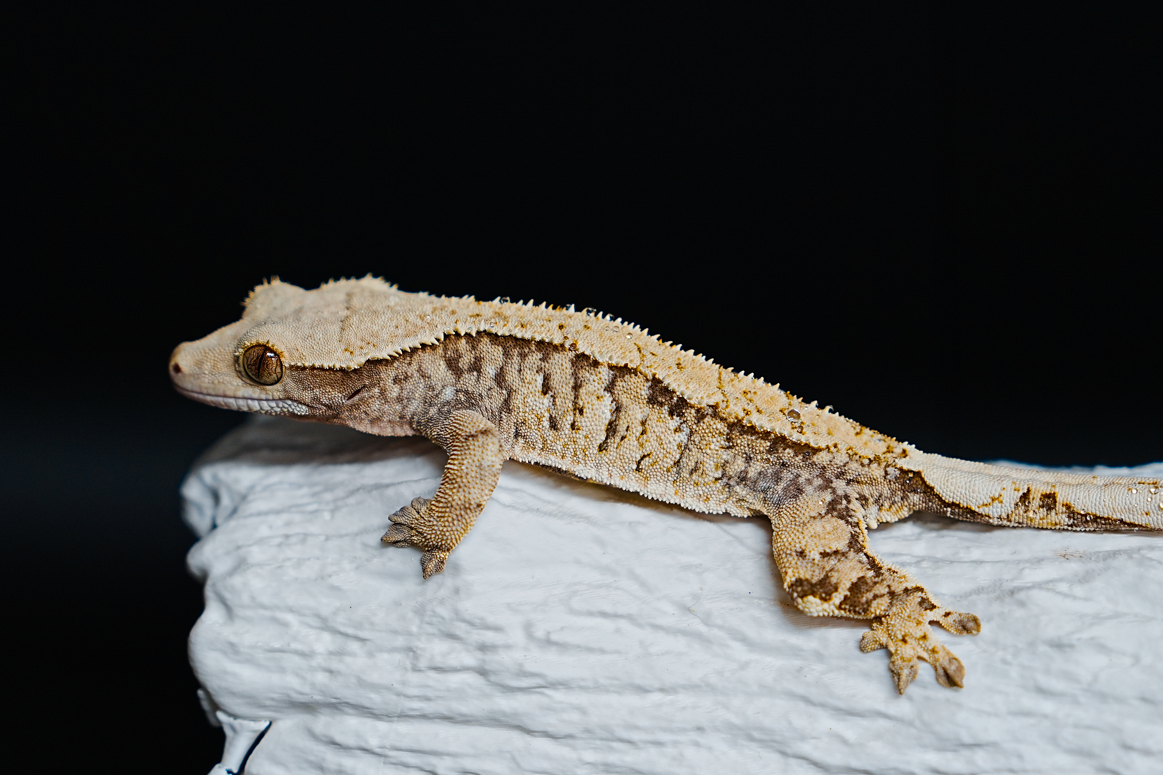 Tri Extreme Harlequin