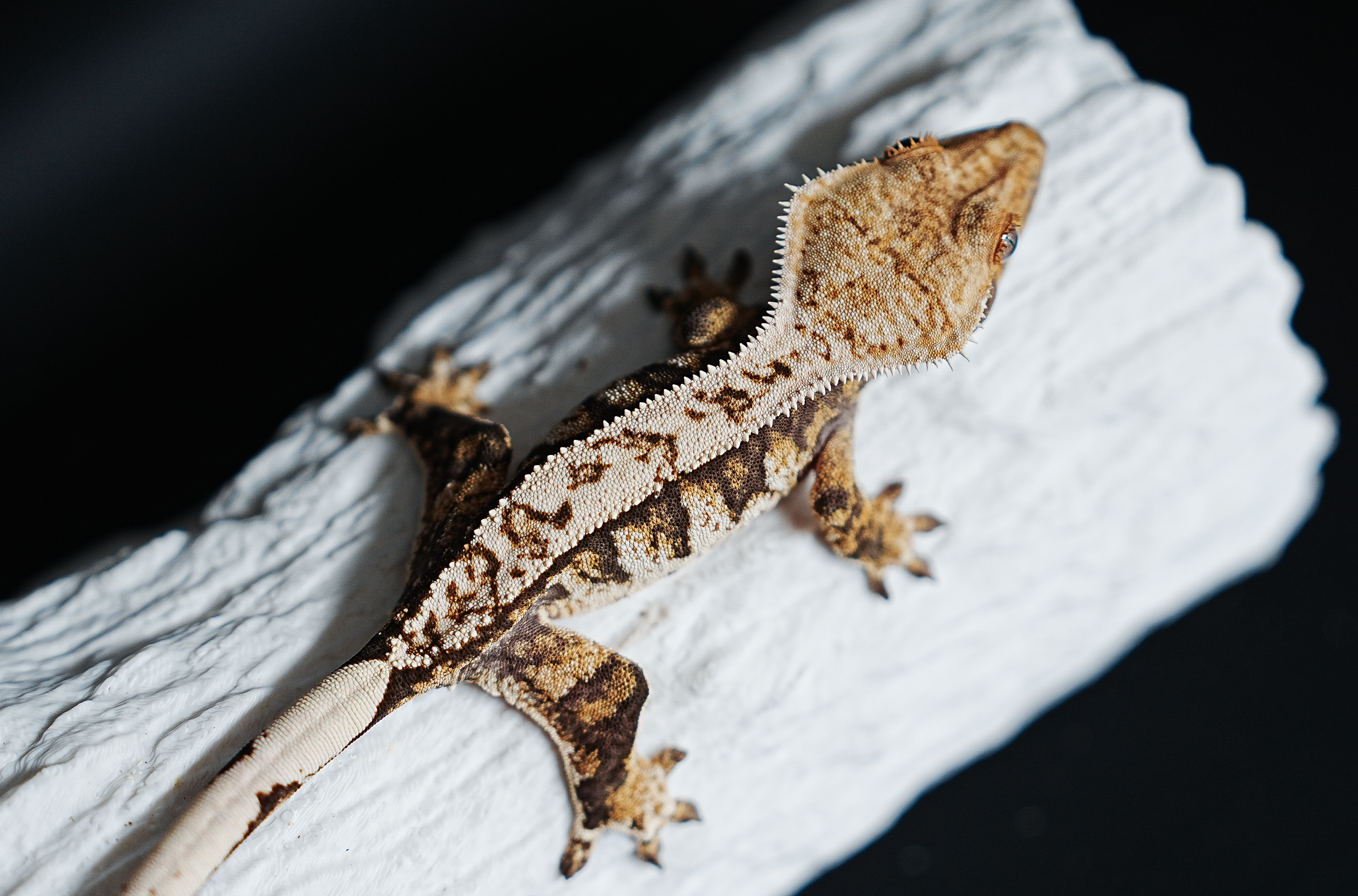 Tri Extreme Harlequin