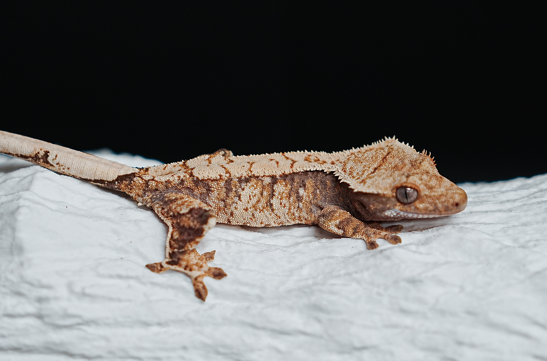 Tri Extreme Harlequin