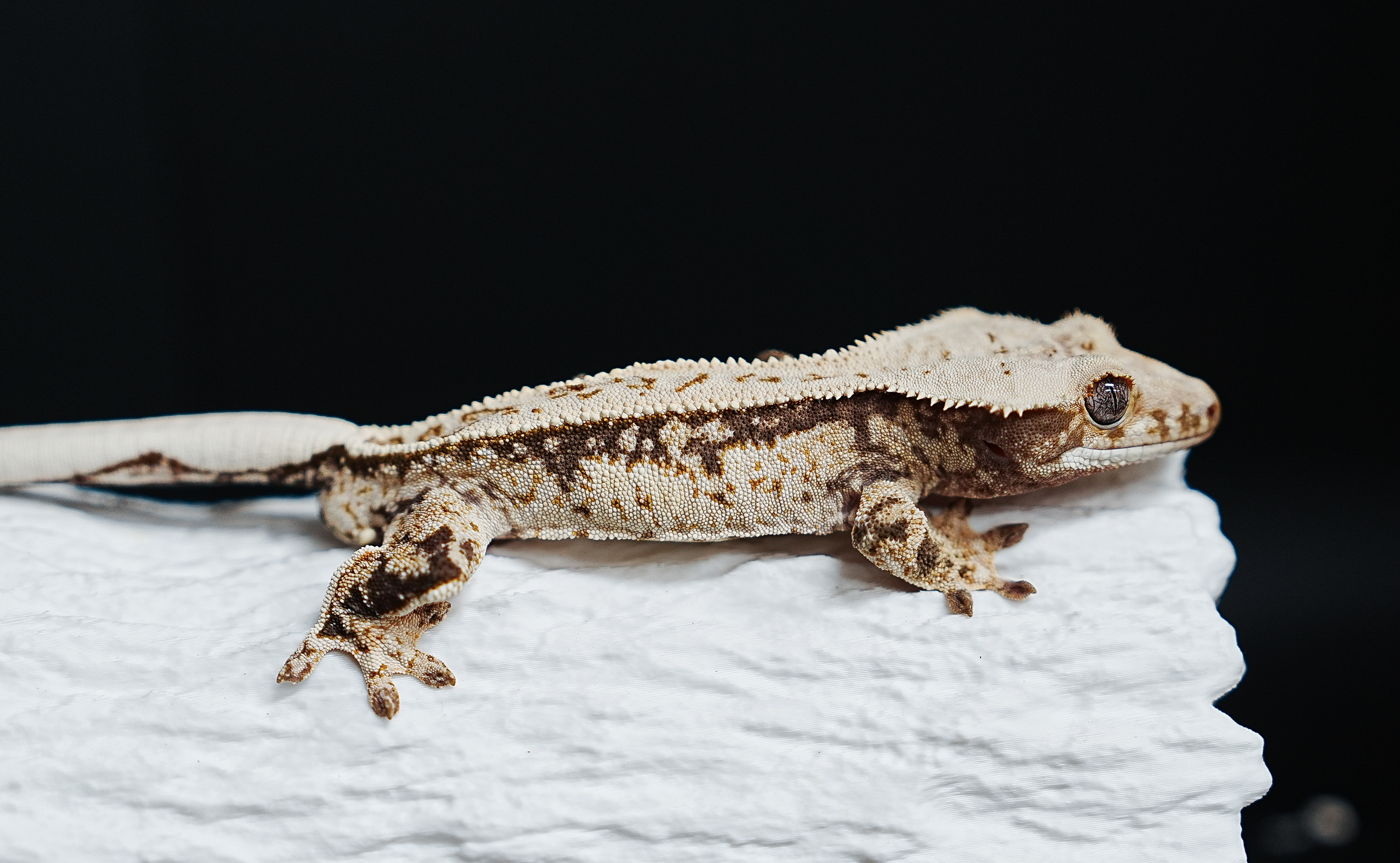 Full Pinstripe Tri Extreme Harlequin