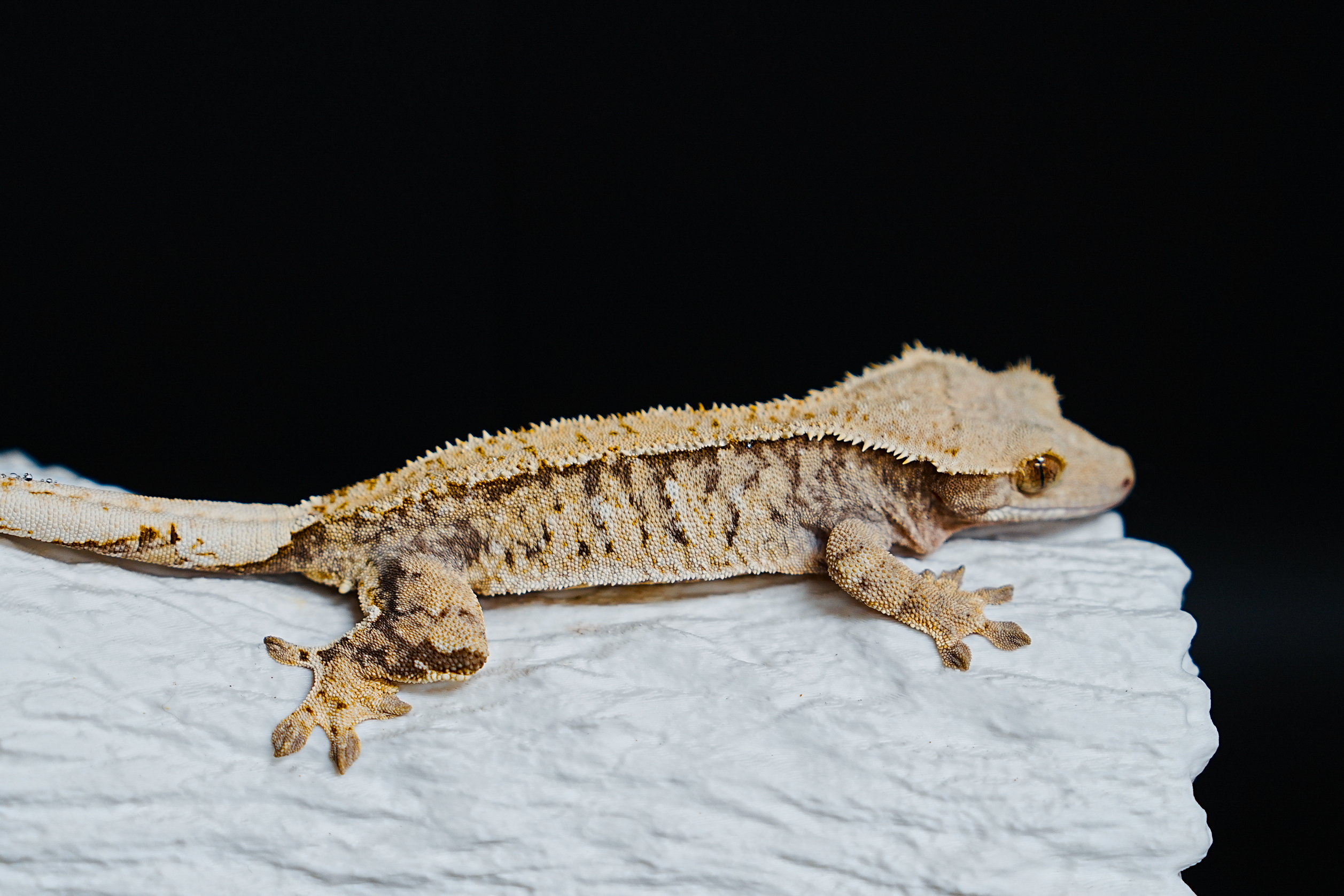 Tri Extreme Harlequin