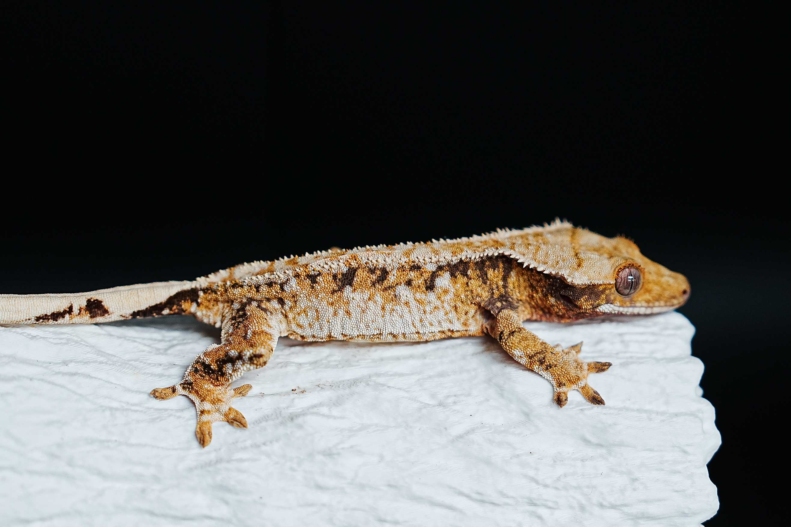 Tri Extreme Harlequin