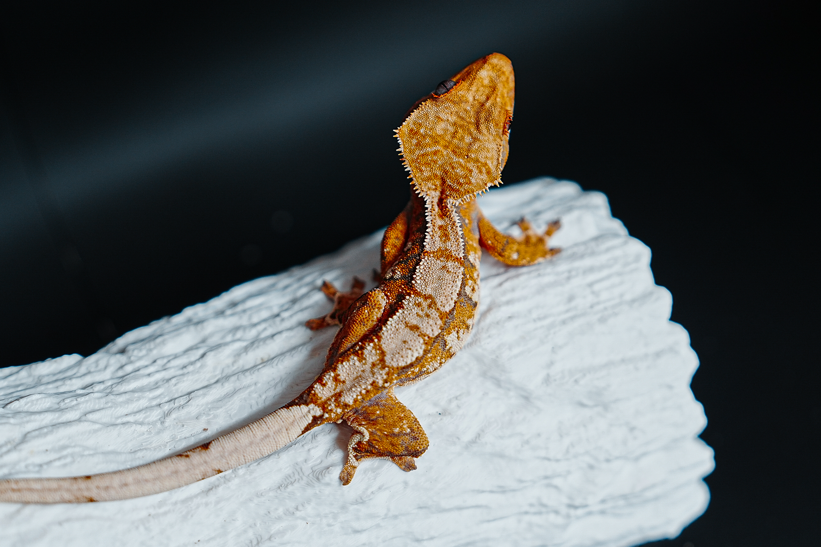 Tri Extreme Harlequin