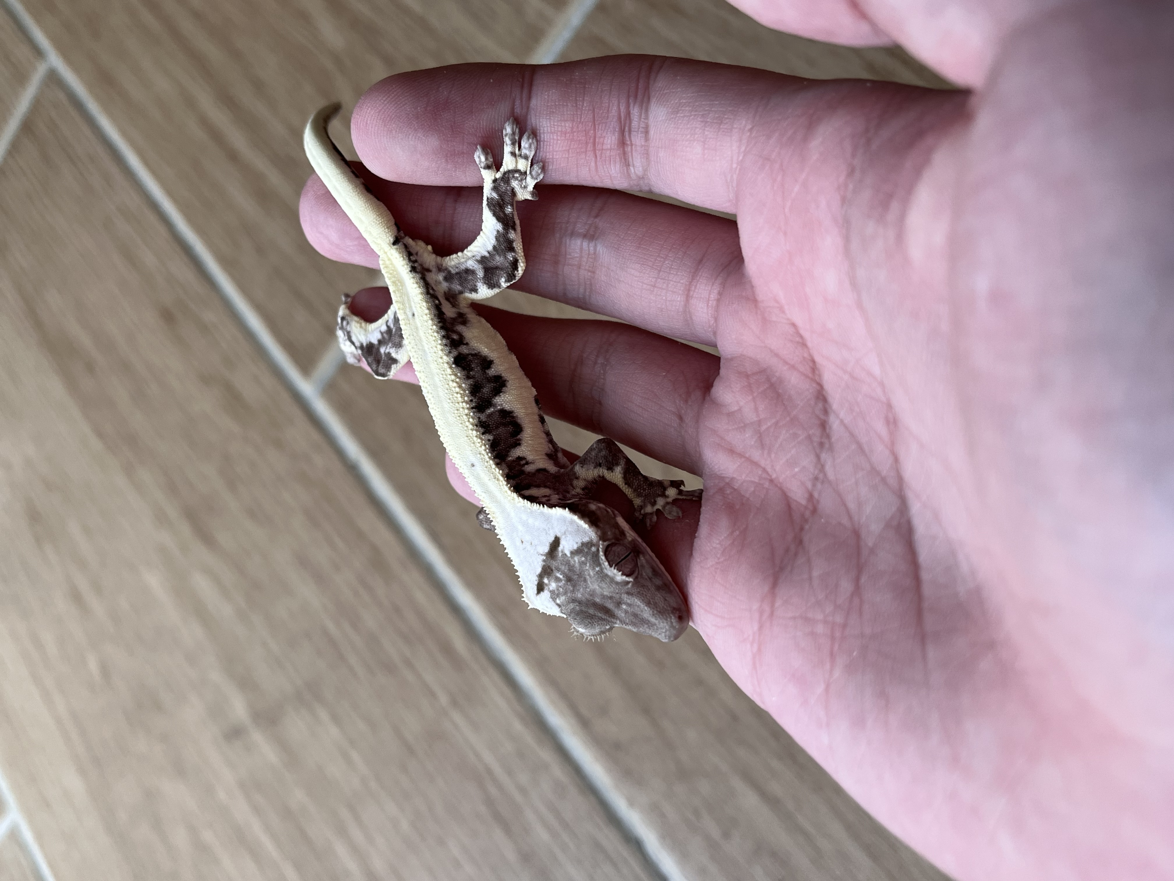 Solid Back Lilly Axanthic