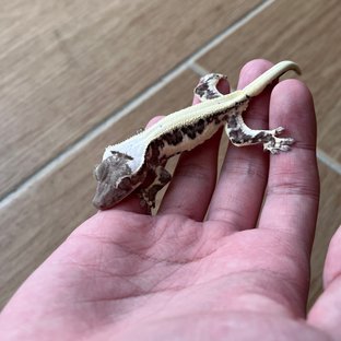 Lilly Axanthic Solid Back