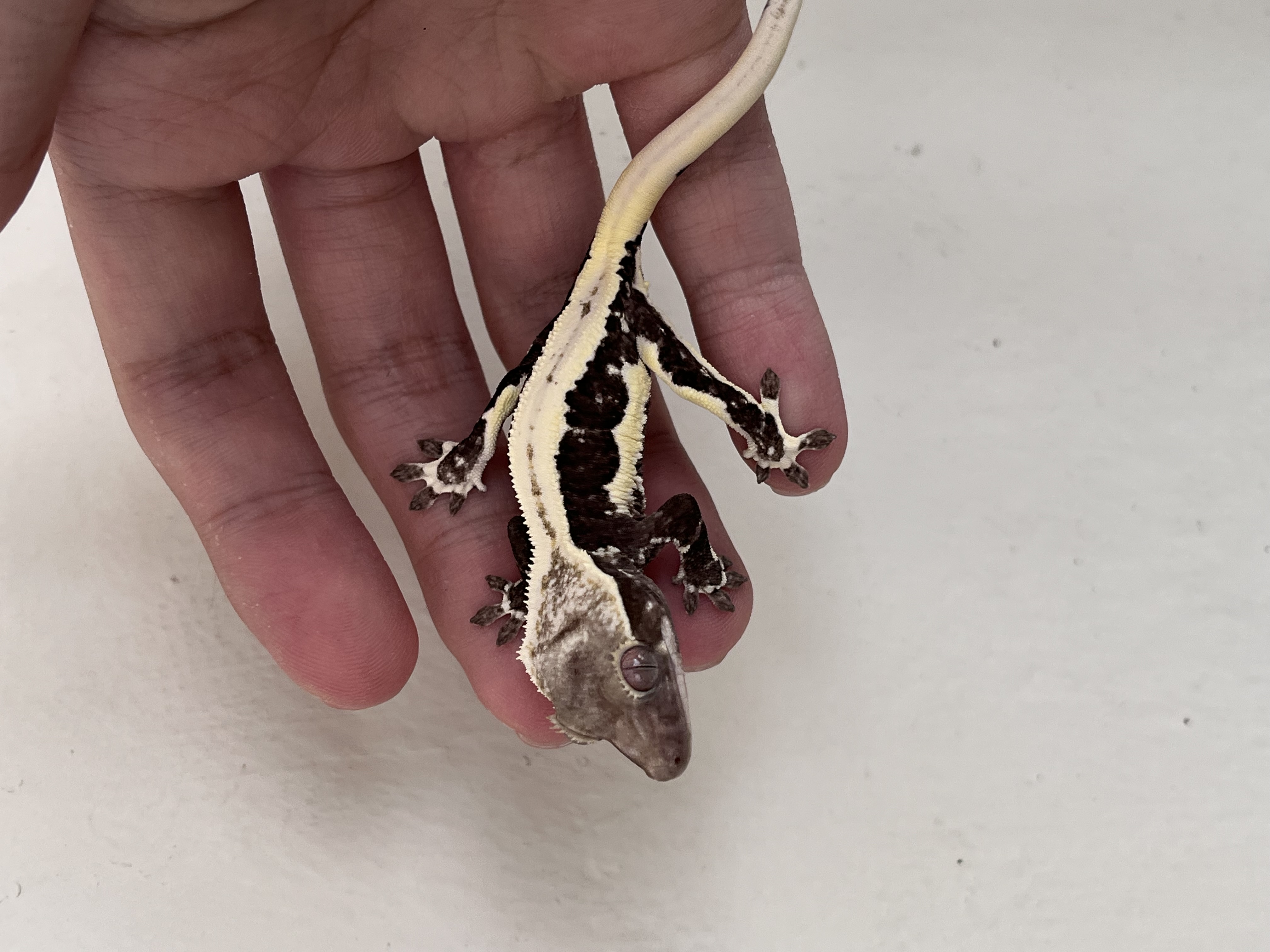 Lilly Axanthic Solid Back